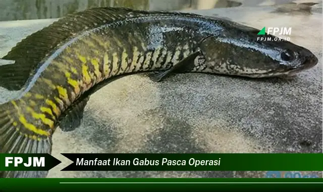 manfaat ikan gabus pasca operasi