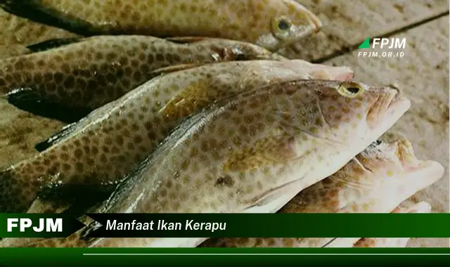 manfaat ikan kerapu