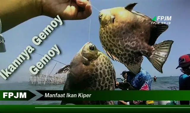 manfaat ikan kiper