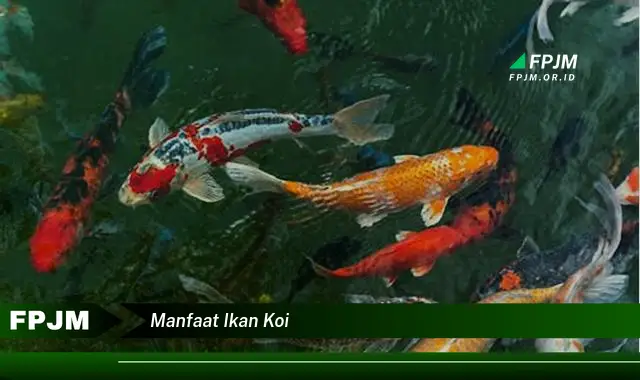 manfaat ikan koi manfaat ikan koi