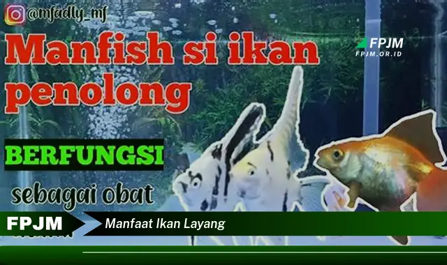 manfaat ikan layang manfaat ikan layang