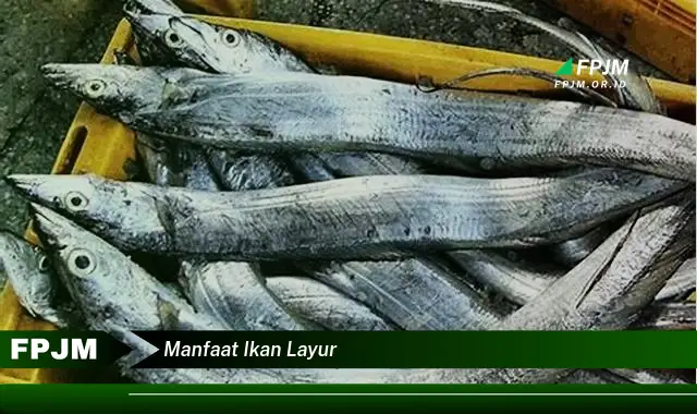 manfaat ikan layur