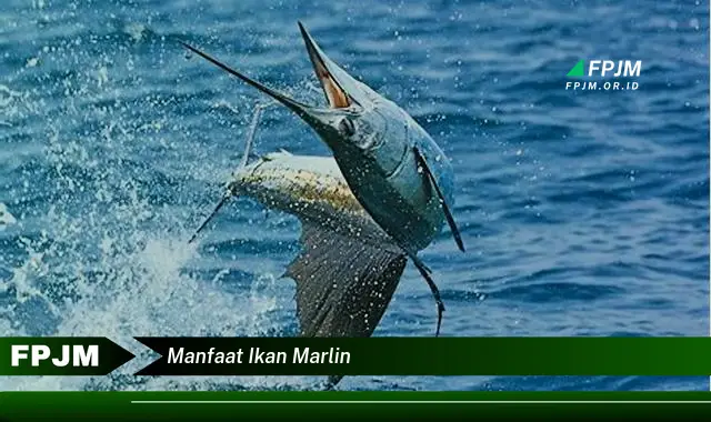 manfaat ikan marlin manfaat ikan marlin