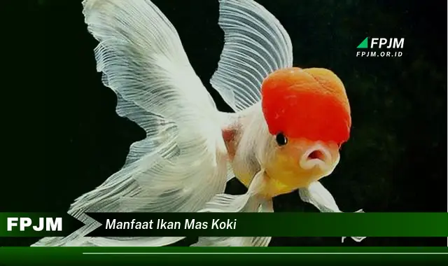 manfaat ikan mas koki