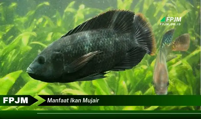 manfaat ikan mujair