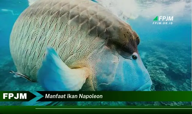 manfaat ikan napoleon