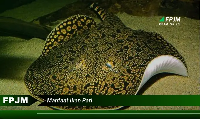 manfaat ikan pari manfaat ikan pari
