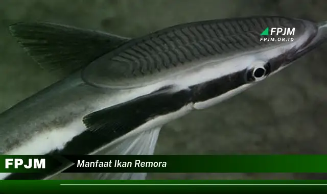 manfaat ikan remora