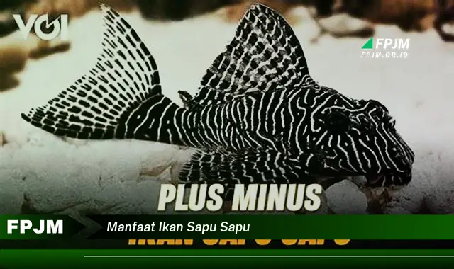 manfaat ikan sapu sapu manfaat ikan sapu sapu