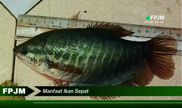 manfaat ikan sepat