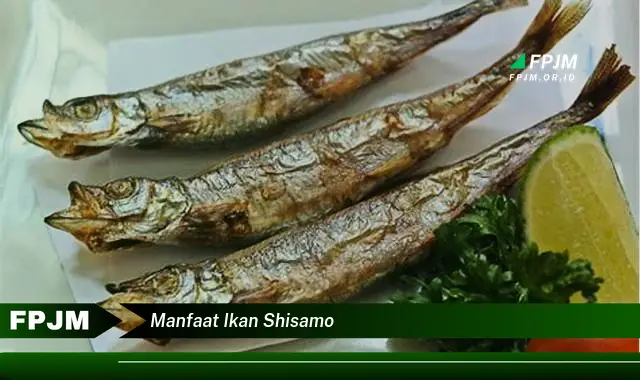 manfaat ikan shisamo manfaat ikan shisamo