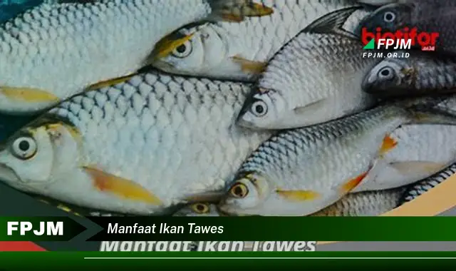 manfaat ikan tawes