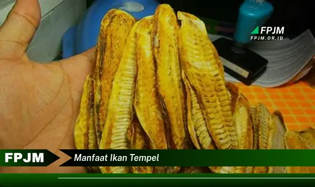 manfaat ikan tempel manfaat ikan tempel