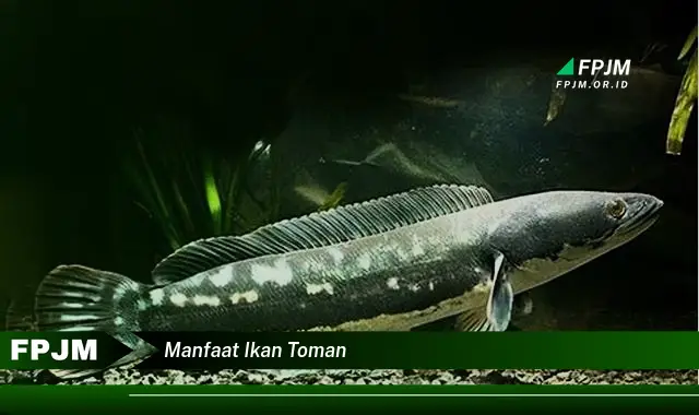 manfaat ikan toman