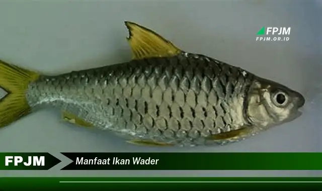 manfaat ikan wader