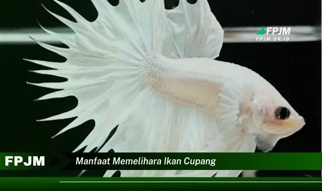 manfaat memelihara ikan cupang