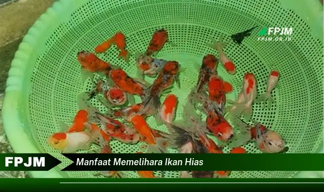 manfaat memelihara ikan hias