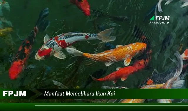 manfaat memelihara ikan koi