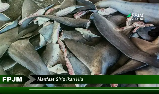 manfaat sirip ikan hiu