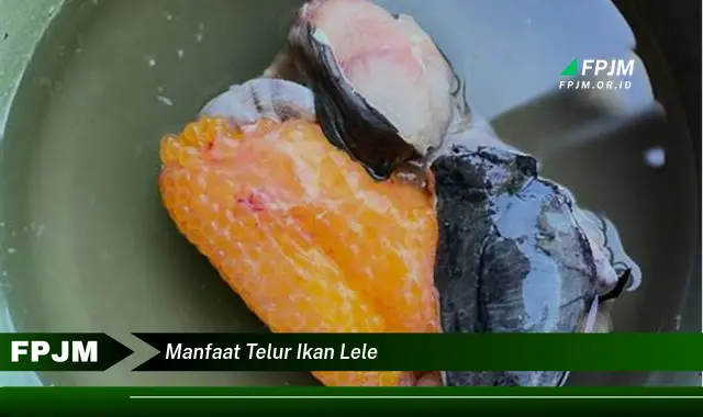 manfaat telur ikan lele manfaat telur ikan lele