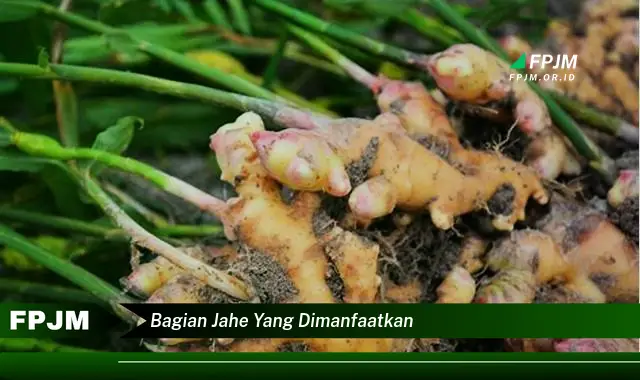 bagian jahe yang dimanfaatkan bagian jahe yang dimanfaatkan