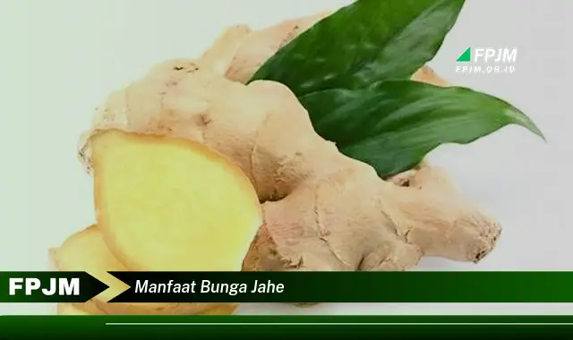 manfaat bunga jahe manfaat bunga jahe