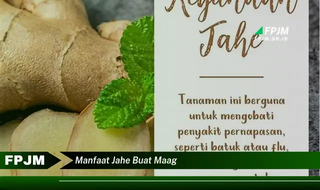 manfaat jahe buat maag manfaat jahe buat maag