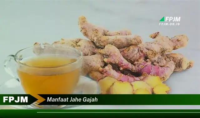 manfaat jahe gajah