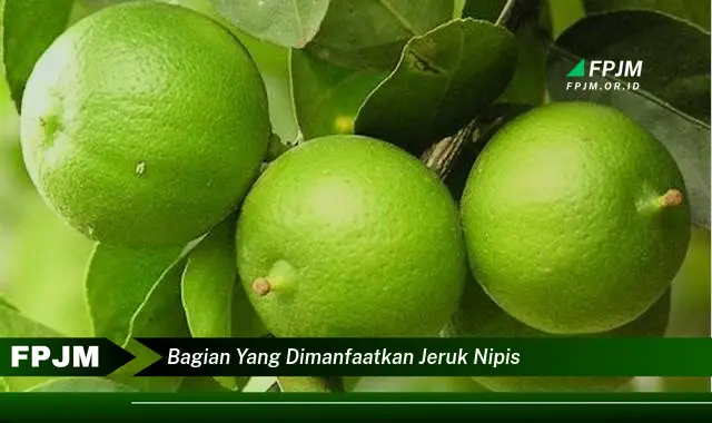 bagian yang dimanfaatkan jeruk nipis bagian yang dimanfaatkan jeruk nipis