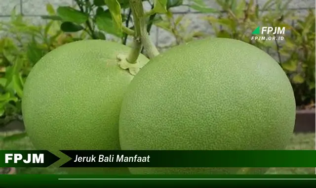 jeruk bali manfaat