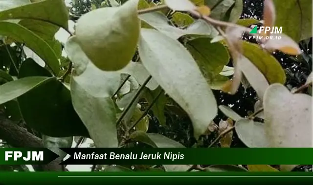 manfaat benalu jeruk nipis manfaat benalu jeruk nipis