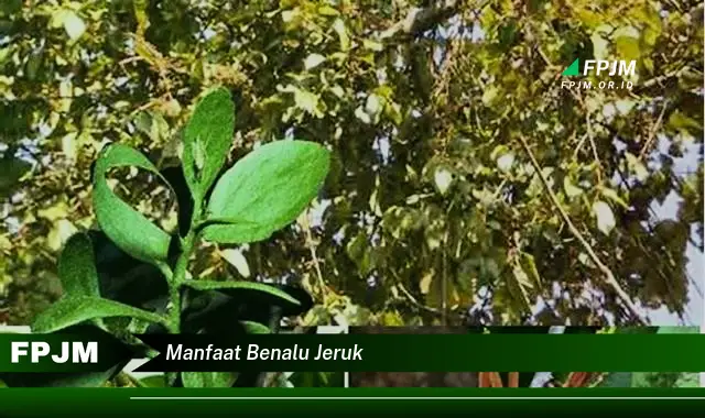 manfaat benalu jeruk