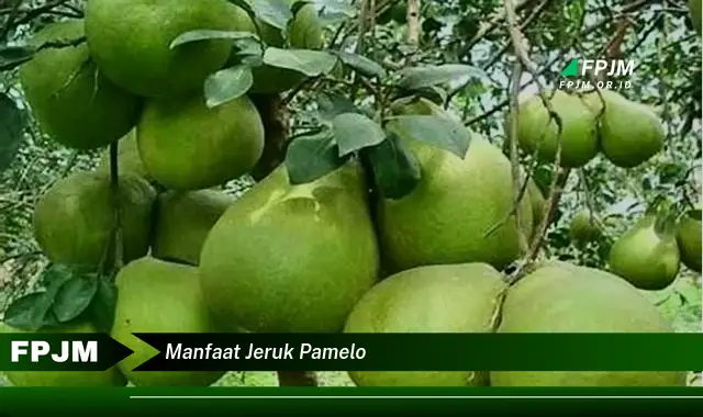 manfaat jeruk pamelo