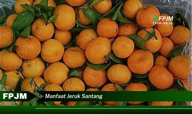 manfaat jeruk santang