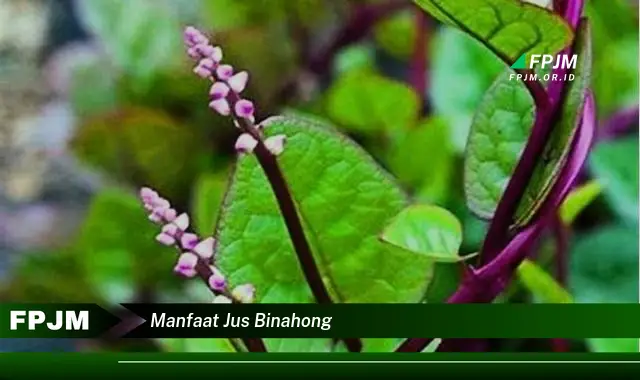 manfaat jus binahong