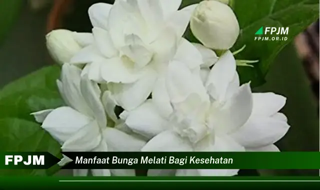 manfaat bunga melati bagi kesehatan