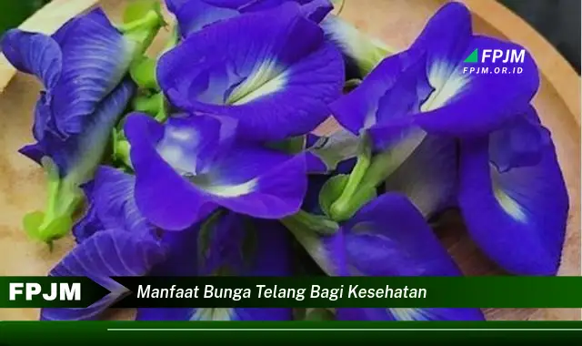 manfaat bunga telang bagi kesehatan