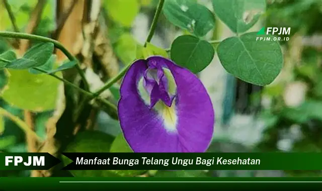 manfaat bunga telang ungu bagi kesehatan manfaat bunga telang ungu bagi kesehatan