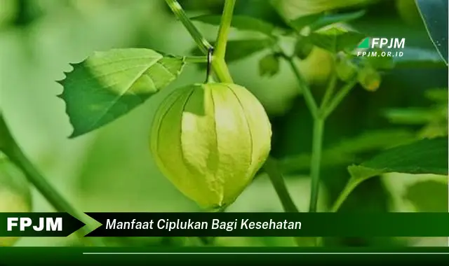 manfaat ciplukan bagi kesehatan