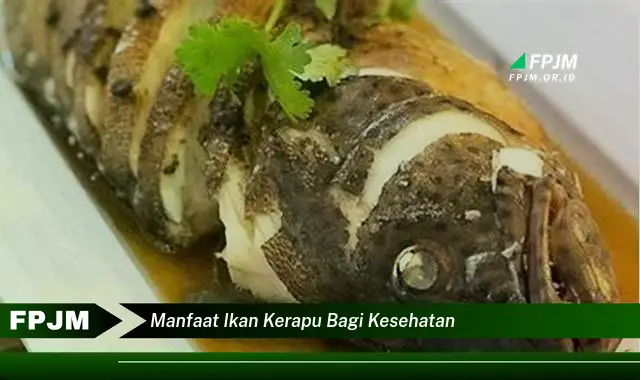 manfaat ikan kerapu bagi kesehatan