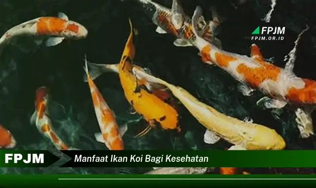 manfaat ikan koi bagi kesehatan