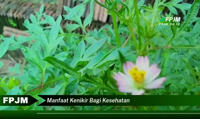 manfaat kenikir bagi kesehatan