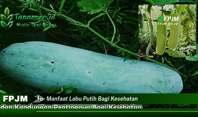 manfaat labu putih bagi kesehatan manfaat labu putih bagi kesehatan