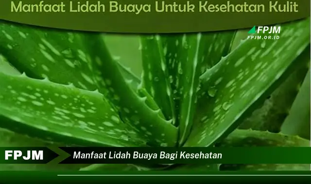 manfaat lidah buaya bagi kesehatan manfaat lidah buaya bagi kesehatan