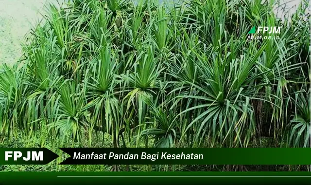 manfaat pandan bagi kesehatan