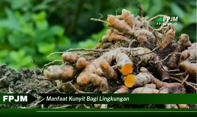 manfaat kunyit bagi lingkungan