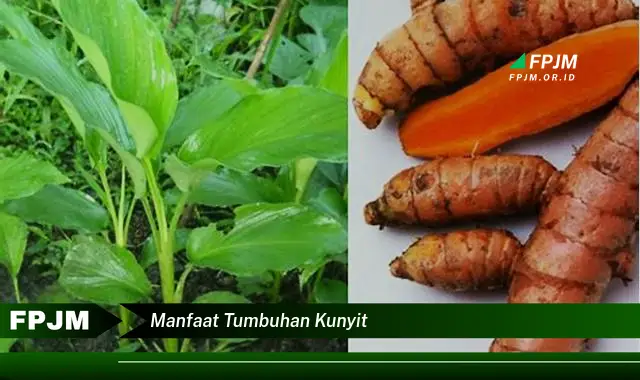 manfaat tumbuhan kunyit