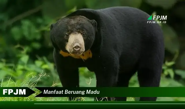 manfaat beruang madu