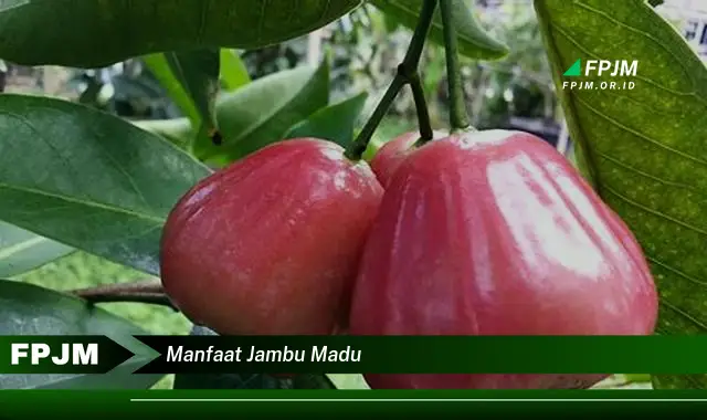 manfaat jambu madu manfaat jambu madu