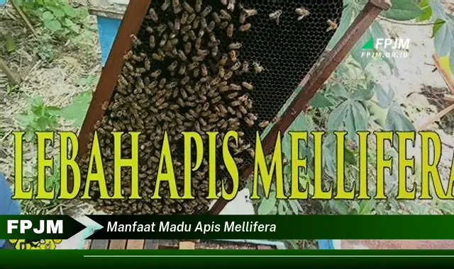 manfaat madu apis mellifera
